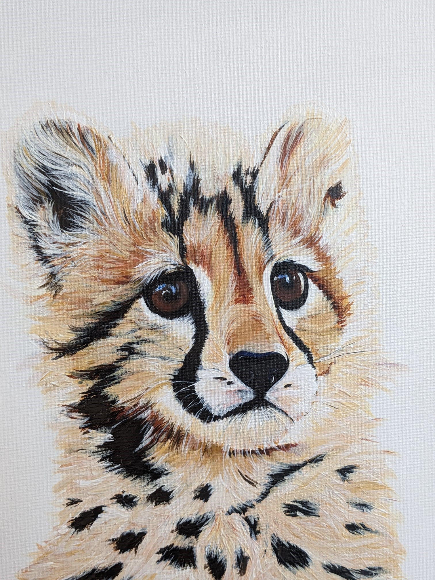 Baby cheetah